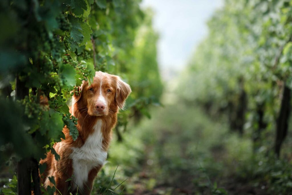A Duck Tolling Retriever in a vineyard in nature.