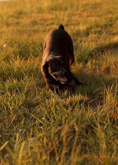 Dog happy in a grass field
